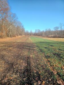 Field trials of germination of rye in compost