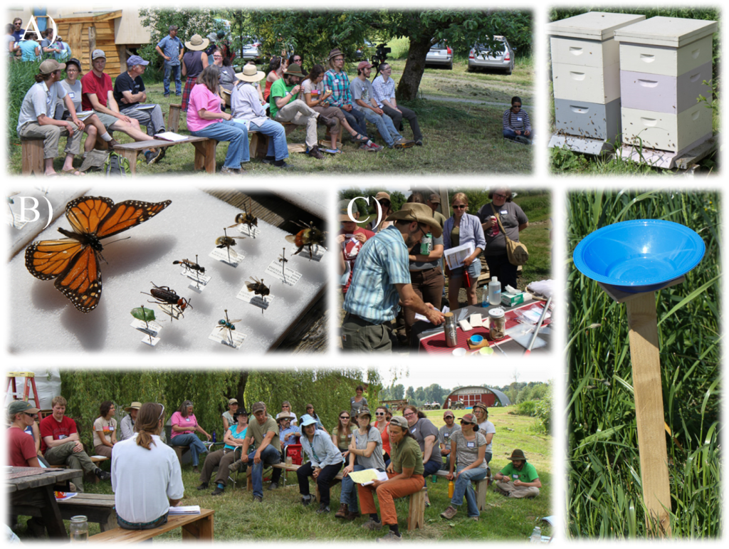 Figure 3. Images of a field day for organic farmers. A) Growers listen to a lecture on bee declines. B) Specimens used to demonstrate identification features of pollinators. C) A collaborator demonstrates field monitoring techniques. 