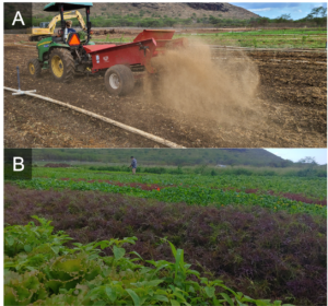 Two photos of farmer fields with tractor spreading organic amendment that is making a dust cloud and leafy green and red cash crops