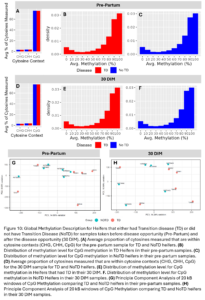 Figure 10: Global Methylation Description for Heifers that either had Transition disease (TD) or did not have Transition Disease (NoTD) for samples taken before disease opportunity (Pre-Partum) and after the disease opportunity (30 DIM). (A) Average proportion of cytosines measured that are within cytosine contexts (CHG, CHH, CpG) for the pre-partum sample for TD and NoTD heifers. (B) Distribution of methylation level for CpG methylation in TD Heifers iin their pre-partum samples. (C) Distribution of methylation level for CpG methylation in NoTD heifers in their pre-partum samples. (D) Average proportion of cytosines measured that are within cytosine contexts (CHG, CHH, CpG) for the 30 DIM sample for TD and NoTD heifers. (E) Distribution of methylation level for CpG methylation in Heifers that had TD in their 30 DIM. F. Distribution of methylation level for CpG methylation in NoTD Heifers in their 30 DIM samples. (G) Principle Component Analysis of 20 kB windows of CpG Methylation comparing TD and NoTD heifers in their pre-partum samples. (H) Principle Component Analysis of 20 kB windows of CpG Methylation comparing TD and NoTD heifers in their 30 DIM samples.