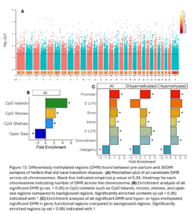 Figure 13: Differentially methylated regions (DMR) found between pre-partum and 30DIM samples of heifers that did have transition disease.  (A) Manhattan plot of all candidate DMR across all chromosomes. Black line indicated empirical p-value of 0.05. Heatmap for each chromosome indicating number of DMR across the chromosome. (B) Enrichment analysis of all significant DMR (p-val. < 0.05) in CpG contexts such as CpG Islands, shores, shelves, and open sea regions compared to background regions. Significantly enriched contexts (q-val < 0.05) indicated with *. (C) Enrichment analysis of all significant DMR and hyper- or hypo-methylated significant DMR in genic functional regions compared to background regions. Significantly enriched regions (q-val < 0.05) indicated with *.