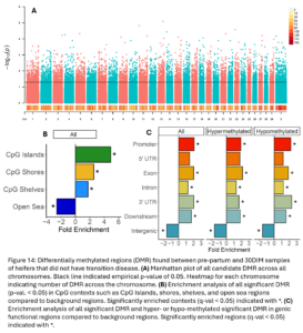 Figure 14: Differentially methylated regions (DMR) found between pre-partum and 30DIM samples of heifers that did not have transition disease. (A) Manhattan plot of all candidate DMR across all chromosomes. Black line indicated empirical p-value of 0.05. Heatmap for each chromosome indicating number of DMR across the chromosome. (B) Enrichment analysis of all significant DMR (p-val. < 0.05) in CpG contexts such as CpG Islands, shores, shelves, and open sea regions compared to background regions. Significantly enriched contexts (q-val < 0.05) indicated with *. (C) Enrichment analysis of all significant DMR and hyper- or hypo-methylated significant DMR in genic functional regions compared to background regions. Significantly enriched regions (q-val < 0.05) indicated with *.