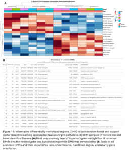 Figure 15: Informative differentially methylated regions (DMR) in both random forest and support vector machine learning approaches to classify pre-partum vs. 30 DIM samples of heifers that did have transition disease. (A) Heat map showing level of hypo- or hyper-methylation of common DMRs and the nearest gene and functional region the DMR was annotated to. (B) Table of all common DMRs and their importance rank, chromosome, functional region, and nearby gene annotation.