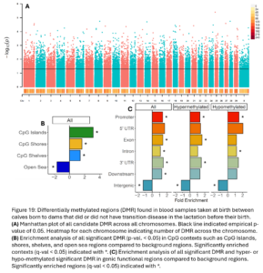 Figure 19: Differentially methylated regions (DMR) found in blood samples taken at birth between calves born to dams that did or did not have transition disease in the lactation before their birth.  (A) Manhattan plot of all candidate DMR across all chromosomes. Black line indicated empirical p-value of 0.05. Heatmap for each chromosome indicating number of DMR across the chromosome. (B) Enrichment analysis of all significant DMR (p-val. < 0.05) in CpG contexts such as CpG Islands, shores, shelves, and open sea regions compared to background regions. Significantly enriched contexts (q-val < 0.05) indicated with *. (C) Enrichment analysis of all significant DMR and hyper- or hypo-methylated significant DMR in genic functional regions compared to background regions. Significantly enriched regions (q-val < 0.05) indicated with *.