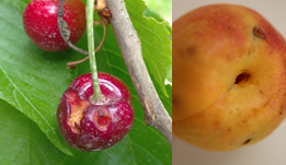 cherry and nectarine fruits with insect chew holes