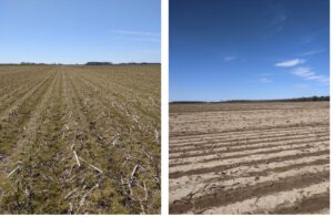 Figure 2. Field images after cover crop were killed in Bolivar and Panola Co. farms, respectively