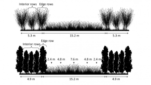 Fish Creek willow (top) and NM6 poplar (bottom) alley cropping system configuration and herbaceous crop sample locations with distance from tree rows.    At Empire, sampling distances are denoted as either west or east of the center of the alley.  