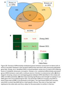 Figure 26: Overlap of differentially methylated genes between calves born to dams with or without transition disease in the lactation before they were born with previously published gene lists. Zhang, et al. identified DMG in blood between calves born to dams with differing levels of metabolic stress pre-conception. Brewer, et al. published differentially expressed genes (DEG) between cows with or without uterine infection in endometrial cells. (A) Venn diagram showing unique and overlapping genes between DMG identified in this study and DMG and DEG published. (B) Heat map showing significance and strength of overlap in our DMG gene lists and published gene lists. The promoter DMR list includes only DMG in which there was a DMR in the promoter of the gene. The CpG Island DMR lists includes only DMG in which the DMR fel in a CpG Island or Shore. The color of the heat map represents the odds ratio and the p-value for the association is written in the box. 