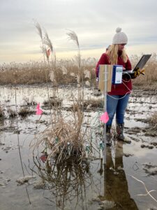 Woman holding computer, collecting data from a datalogging box; woman is standing with rubber boots in flooded part of field, surrounded by poor growth stand of giant miscanthus