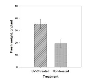 The preliminary results demonstrated that the plants treated with the UV-C light produced 45% more yield in comparison with non-treated plants.