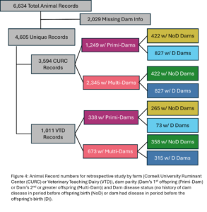 Figure 4: Animal Record numbers for retrospective study by farm (Cornell Univeristy Ruminant Center (CURC) or Veterinary Teaching Dairy (VTD)), dam parity (Dam’s 1st offspring (Primi-Dam) or Dam’s 2nd or greater offspring (Multi-Dam)) and Dam disease status (no history of dam disease in period before offspring birth (NoD) or dam had disease in period before the offspring’s birth (D)).