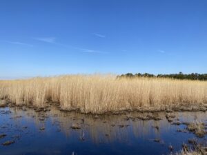 Mature, dried down giant miscanthus growing on the edge of a water-logged part of the field