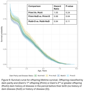 Figure 9: Survival curve for offspring lifetime survival. Offspring classified by dam parity and (Dam’s 1st offspring (Primi) or Dam’s 2nd or greater offspring (Multi)) dam history of disease in the period before their birth (no history of dam disease (NoD) or history of disease (D)).  