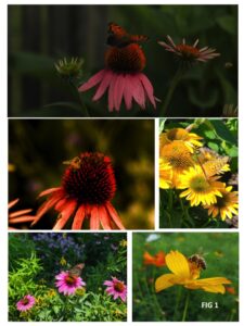 Photos of butterflies and bees on coneflower and other native plants.on 