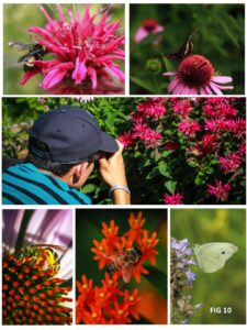Youth engaging in photodocumenting pollinators 