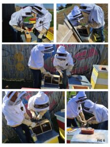 5 photos showing 2 students installing package bees in a hive.