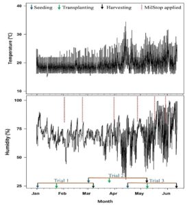 Canopy temperature and humidity at different growth stages of Lettuce production in a controlled greenhouse. The experiment was repeated three times, with UV light applied before transplantation on each occasion. MilStop was applied twice during each trial, as shown in the production timeline.