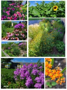 Pollinator Gardens around the Salem4Youth grounds