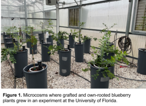 Large containers with young blueberry plants growing in them. The setting is a greenhouse. Drop irrigation lines are visible.