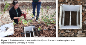Left. Young female graduate student explains root observations to another person.
Right. Top view of a root observation box