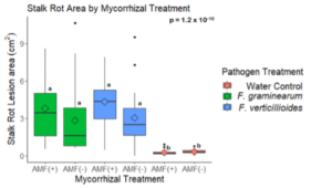 Fig. 15. Mean stalk rot lesion area by mycorrhizal and pathogen treatment in the greenhouse stalk rot experiment.  AMF (+) mycorrhizal treatments indicate plants which were inoculated with AMF at seeding, while AMF (-) mycorrhizal treatments indicate plants which were non inoculated with AMF. The p – value is based on a one-way ANOVA test. Treatments followed by the same letter were not significantly different based on the Tukey HSD test at 95% confidence and the p – value is based on a one-way ANOVA test. 