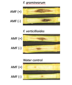 Fig. 16. Example experimental images showing stalk lesions in F. graminearum, F. verticillioides and water control inoculated maize grown in AMF (+) and AMF (-) soils. 