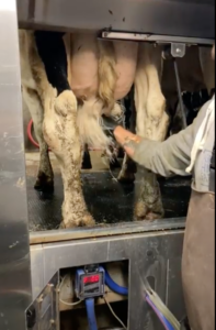 Cleaning using wood wool before milking