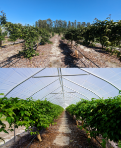 Comparison of growing passionfruit under tunnel and open field in Central FL