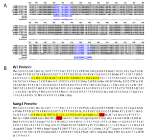 Sequence alignment chart between the WT and Isahg3 mutant.