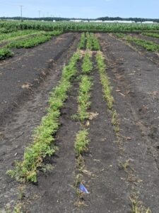 Carrot Plot in Willard, OH