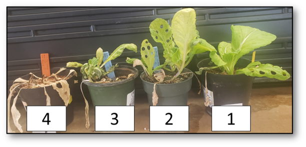 Four kai choi plants in line, numbered 4, 3, 2, and 1.
