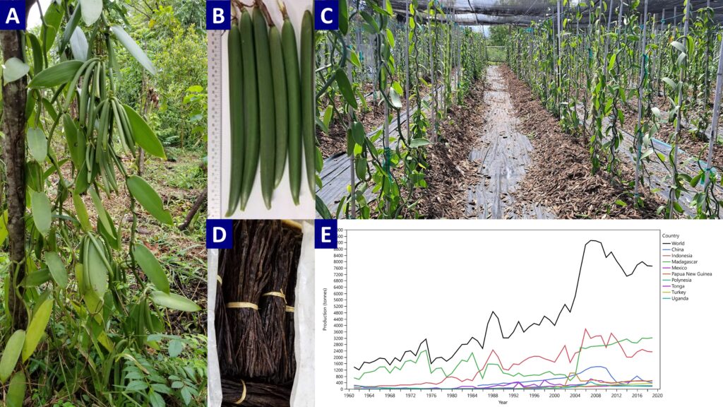 Figure of vanilla beans and vanilla growing in Florida.