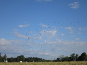 Figure 1.  A flock of red-winged black birds after being scared out of sweet corn plots at Amos Zittel & Sons Farm on July 23, 2015. Photo credit Darcy Telenko.