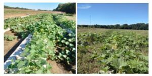 Figure 1. Conventional (left) and organic (right) trials.