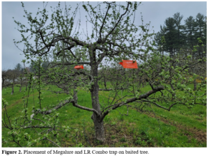 Figure 2. Placement of Megalure and LR Combo trap on baited tree.