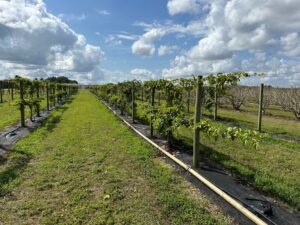 Cultivar comparison in South FL