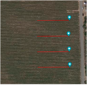 The image shows the four 50m transects in one of the vineyards