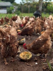 Chickens feeding on local fruits