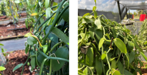 Figure 3. Vanilla planifolia (left) and V. pompona (right) plant under cold stress.