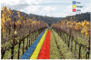 The picture shows the zones along which soil and plant community sampling occurs in each vineyard. These zones are the vine row, margin, and tractor row. 