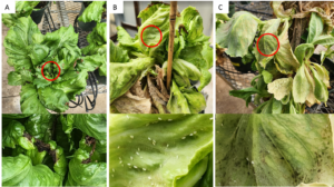 Representative images of challenges of growing lettuce in Florida.