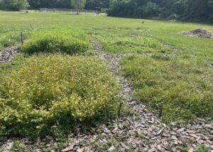 Figure 3. Plots of winter cover crops