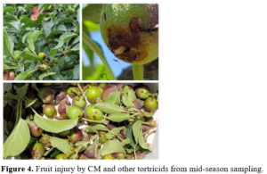 Figure 4. Fruit injury by CM and other tortricids from mid-season sampling.