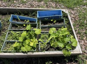 Figure 4. Compost amended pots