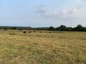 Early Graze Out on Perennial Pasture