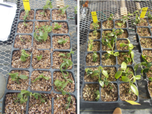 Figure 5. Vanilla transplanting (left) and adaptation (right) in U.S Virgin Island.