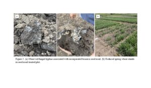 Photos of fungal hyphae and reduced wheat stand.