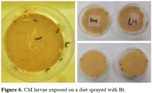 Figure 6. CM larvae exposed on a diet sprayed with Bt.