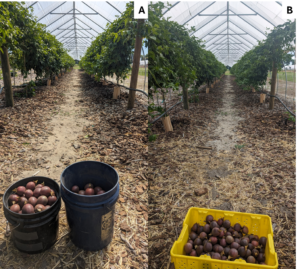 Fruit harvested from the high tunnel during the second (A) and third (B) week of March.