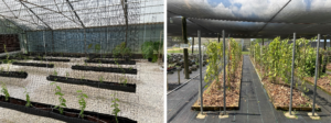 Figure 6. Vanilla production demonstration in central (left) and south Florida (right).